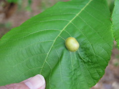 Phylloxera caryaescissa