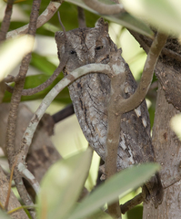 Otus senegalensis