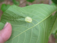 Phylloxera caryaescissa