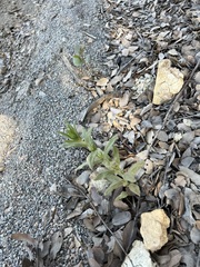 Diplacus clevelandii