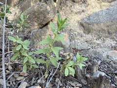 Diplacus clevelandii