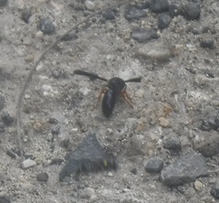 Anterhynchium rufipes