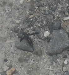 Anterhynchium rufipes