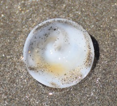 Calyptraea mamillaris