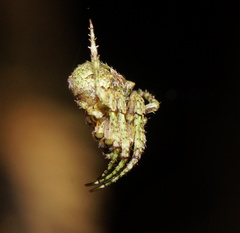 Novaranea courti