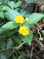 Lantana camara