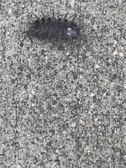 Armadillidium vulgare