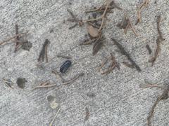 Armadillidium vulgare