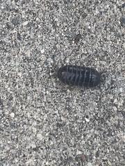 Armadillidium vulgare