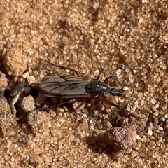 Bibio xanthopus