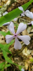 Phlox amoena
