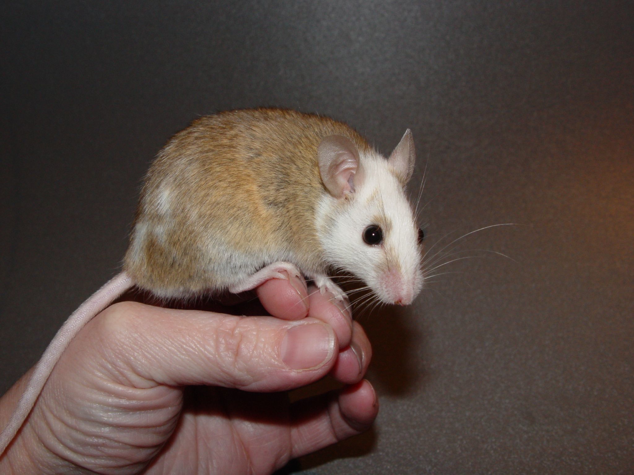 multimammate mice for sale