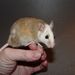 Multimammate Mice - Photo (c) batwrangler, some rights reserved (CC BY-NC-ND)