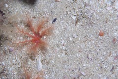 Thyone aurea