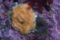Calyptotheca nivea