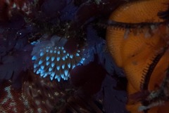 Antiopella longidentata