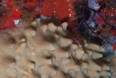 Polymastia