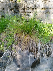 Carex planispicata