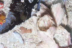 Austromegabalanus cylindricus