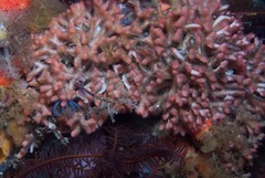 Margaretta levinseni