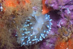 Antiopella longidentata