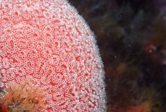 Aplidium flavolineatum