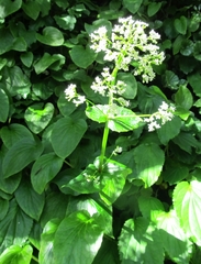 Valeriana lapathifolia