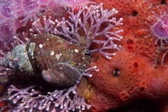 Crepidula porcellana