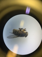 Calliphora
