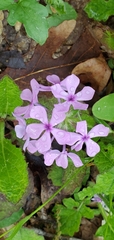 Phlox amoena