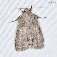 Acronicta immodica