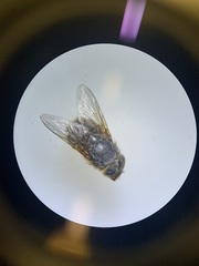 Calliphora