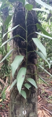 Rhaphidophora