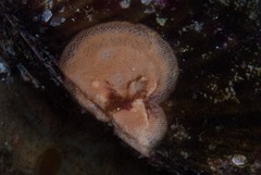Calyptotheca