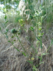 Camelina microcarpa