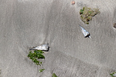 Hyporhamphus