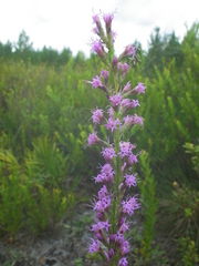 Liatris laevigata