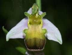 Ophrys apifera bicolor