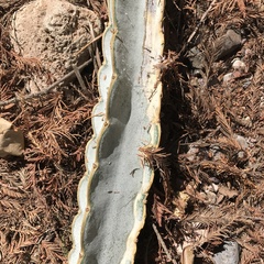 Acanthocereus tetragonus