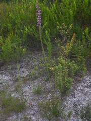 Liatris laevigata