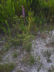 Liatris laevigata
