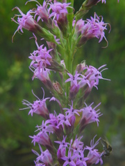 Liatris laevigata