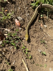 Elaphe quadrivirgata