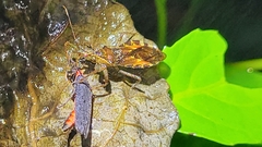 Epidaus sexspinus