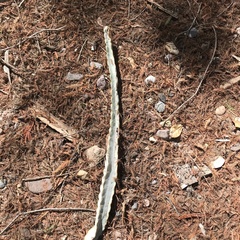 Acanthocereus tetragonus