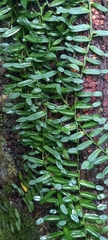 Pothos cylindricus