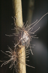 Ophiocordycipitaceae