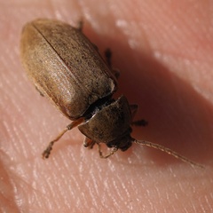 Dascillus cervinus