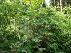 Sambucus sieboldiana