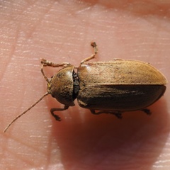 Dascillus cervinus